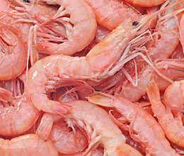 Red shrimp