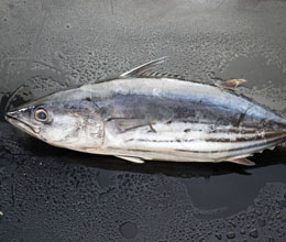 Spanish mackerel