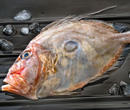 John dory fish