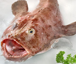 monkfish